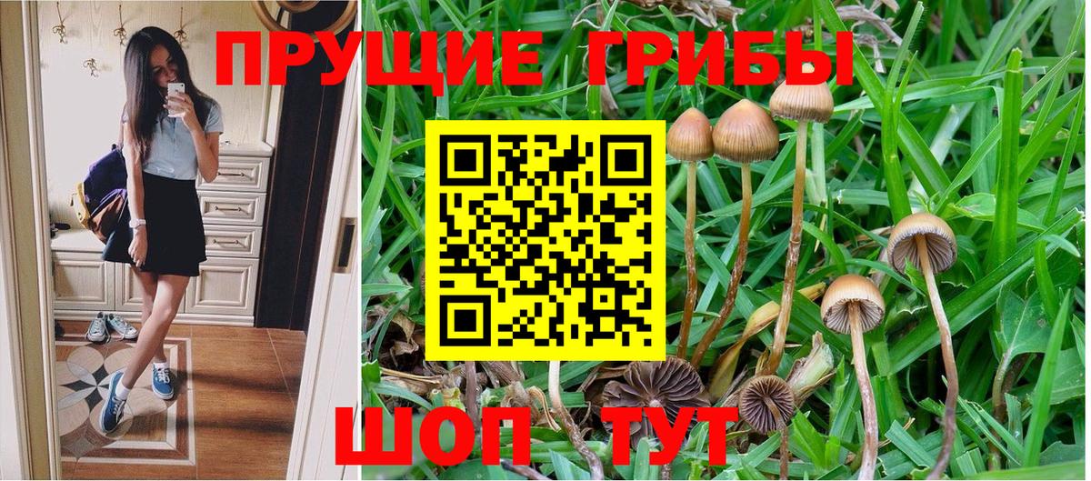 Галлюциногенные грибы Psilocybe Пугачёв